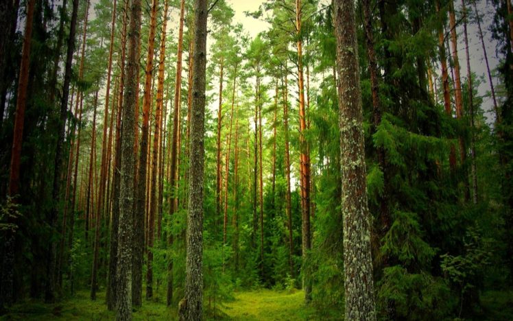 nature, Forests HD Wallpaper Desktop Background