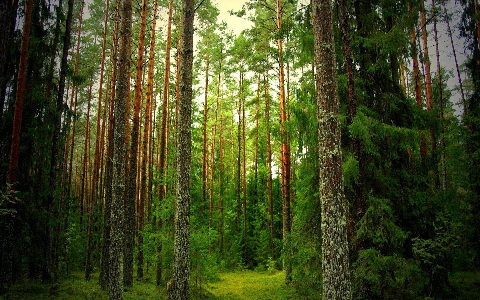 nature, Forests Wallpaper