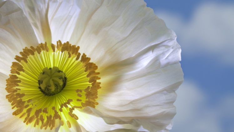 poppy, White, Flowers HD Wallpaper Desktop Background