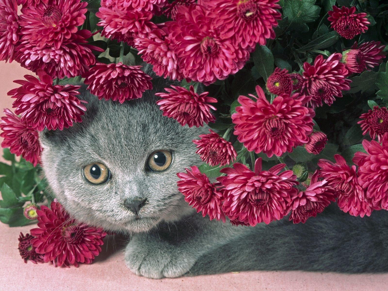 flowers, Cats, Animals Wallpaper