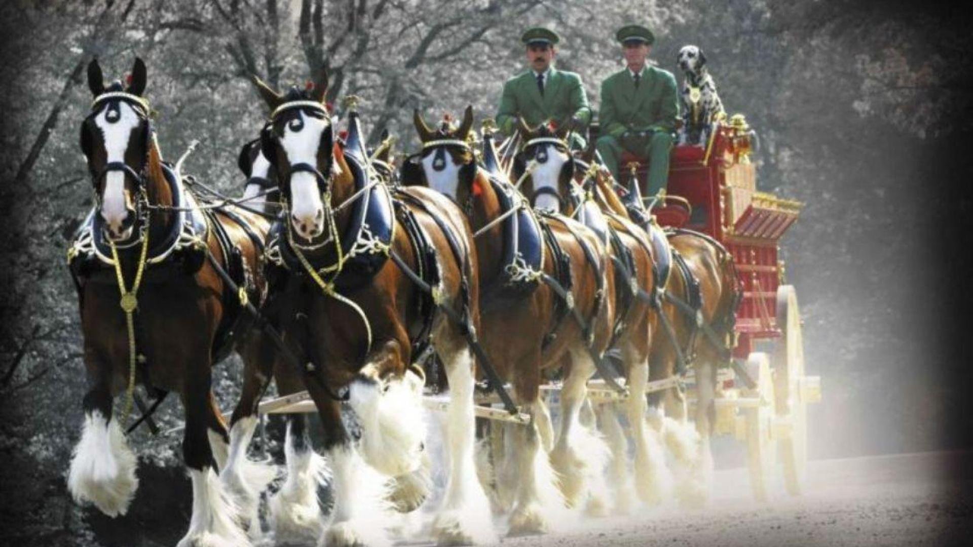 beer, Alcohol, Drink, Poster, Horse, Hoses Wallpaper