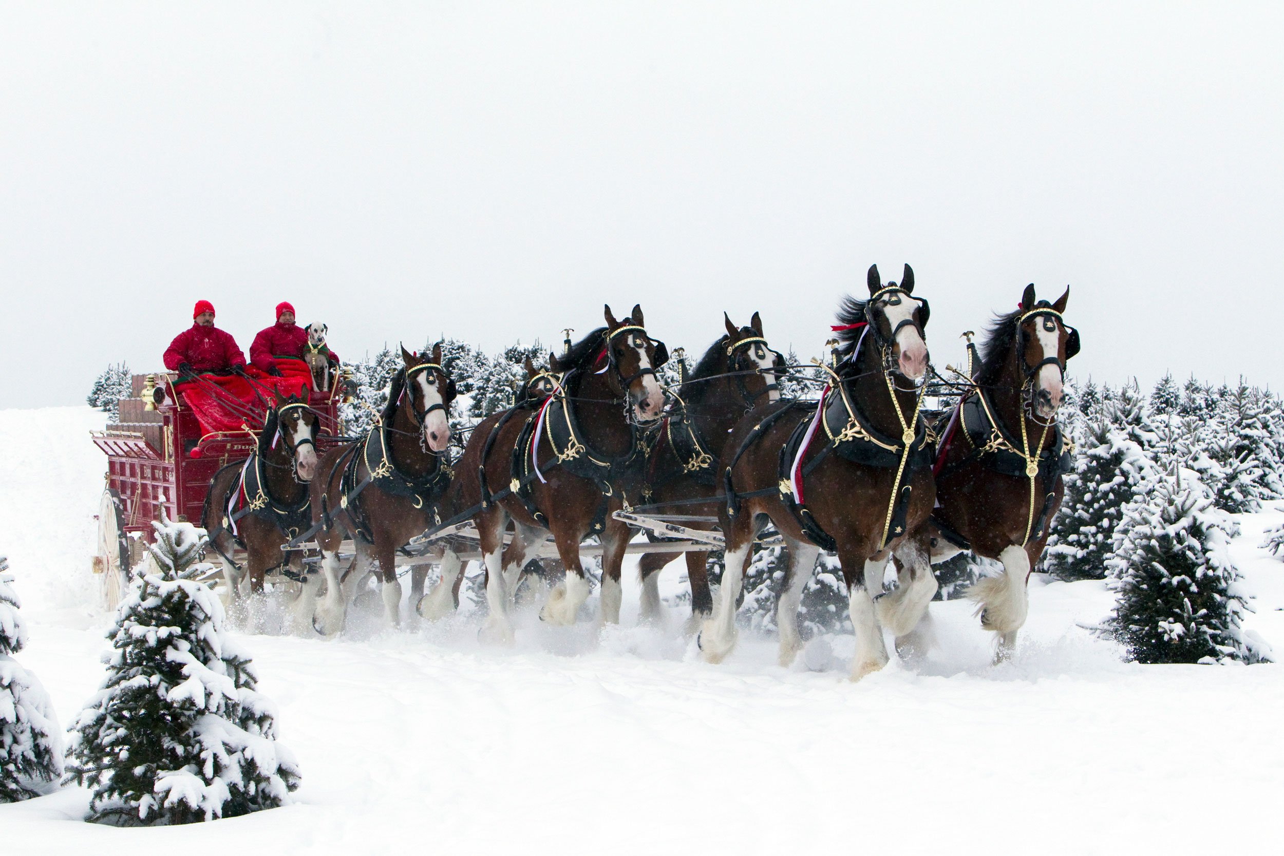 beer, Alcohol, Drink, Poster, Horse, Horses, Christmas, Winter, Snow Wallpaper