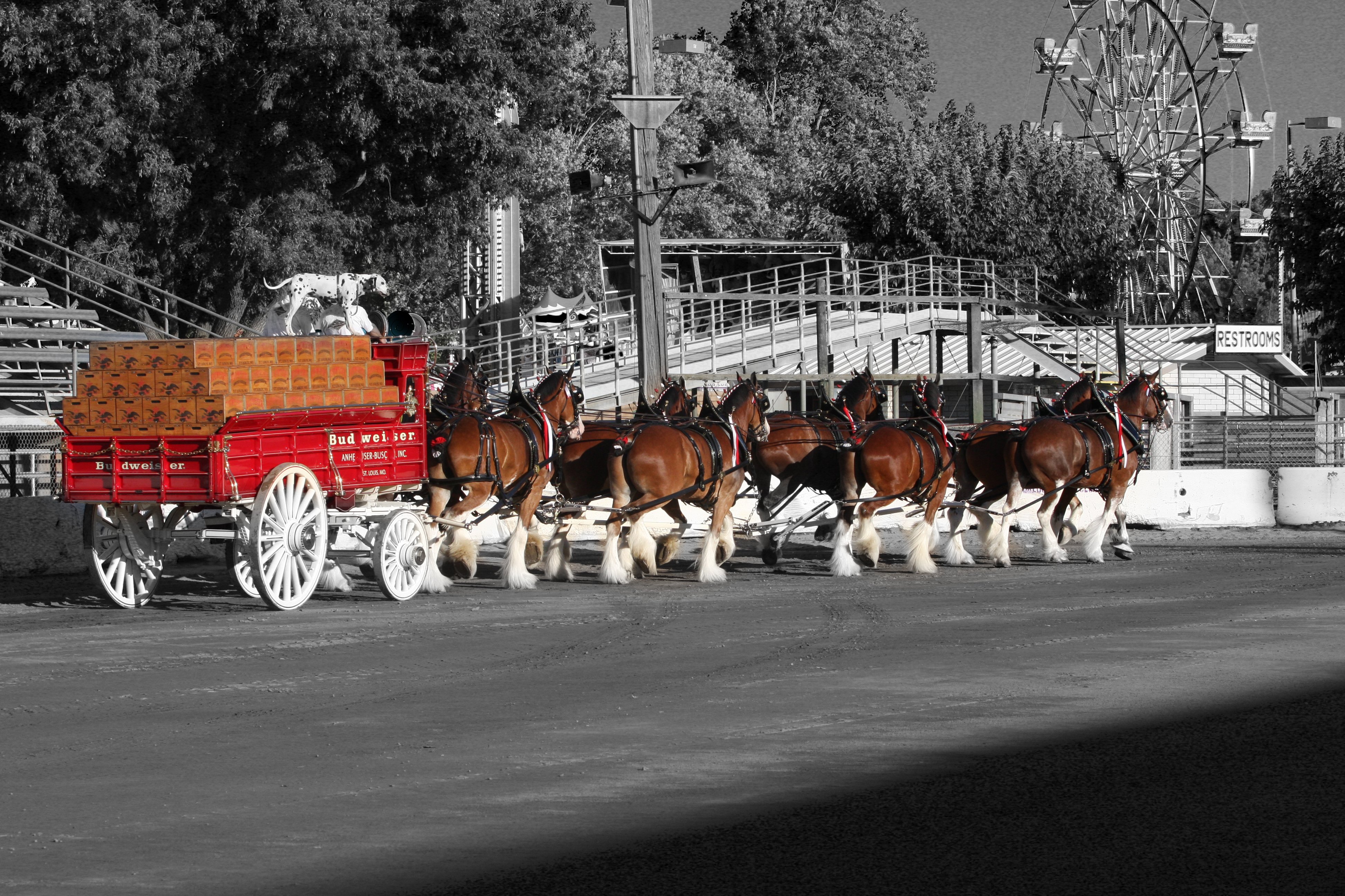 beer, Alcohol, Drink, Poster, Horses, Horse Wallpaper