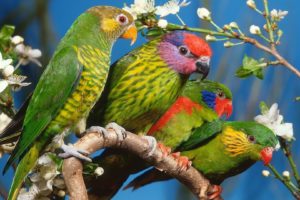 multicolor, Birds, Parrots