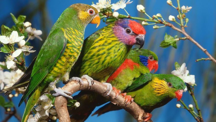 multicolor, Birds, Parrots HD Wallpaper Desktop Background