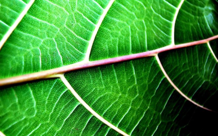 green, Close up, Nature, Leaves, Macro HD Wallpaper Desktop Background