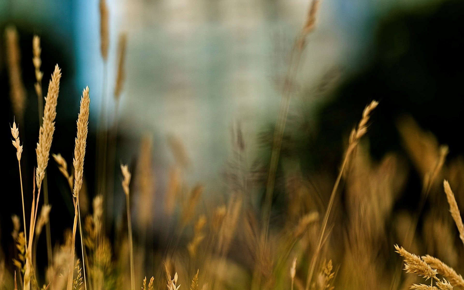 nature Wallpaper