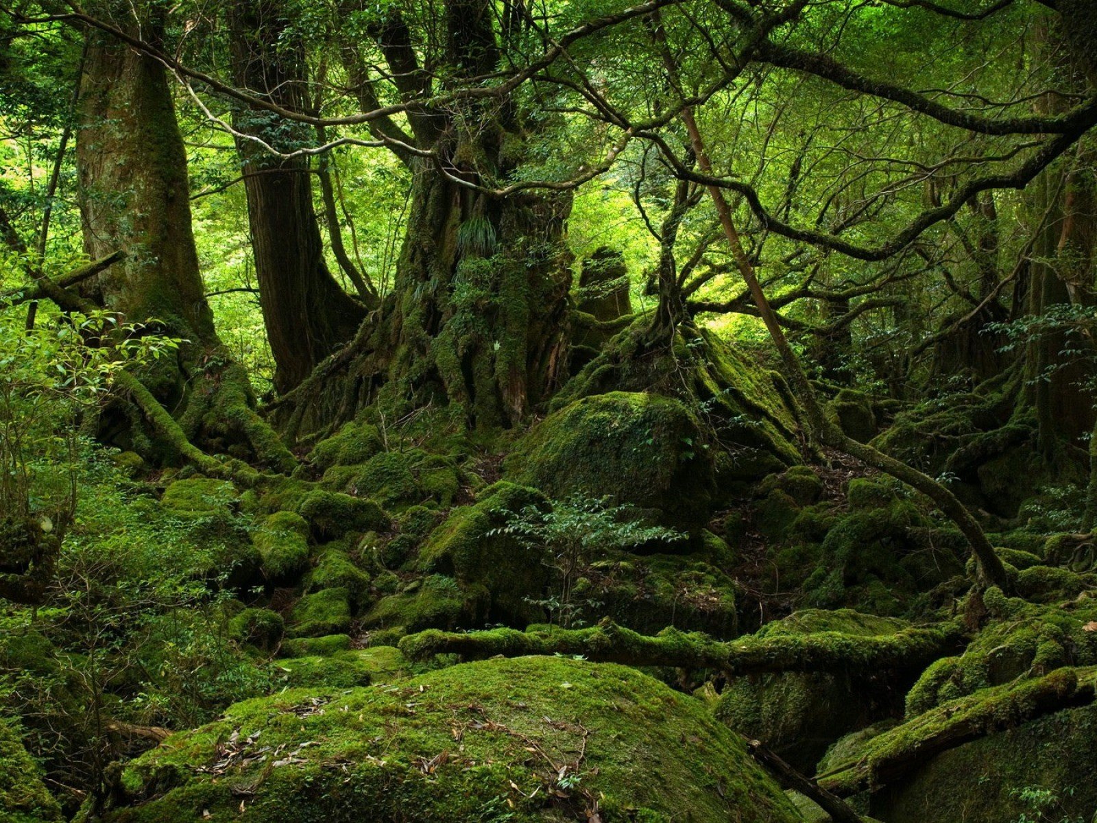 green, Nature, Trees, Forests, Woods Wallpaper
