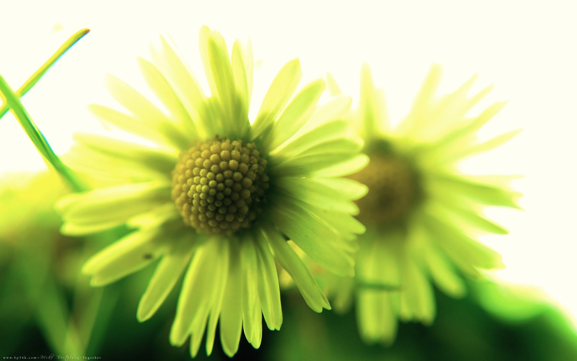 nature, Flowers, Outdoors, Realistic, Macro, Together Wallpaper