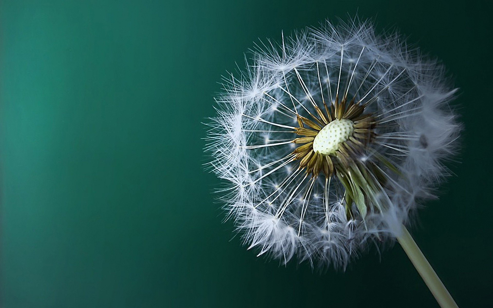 dandelions, Green, Background Wallpaper