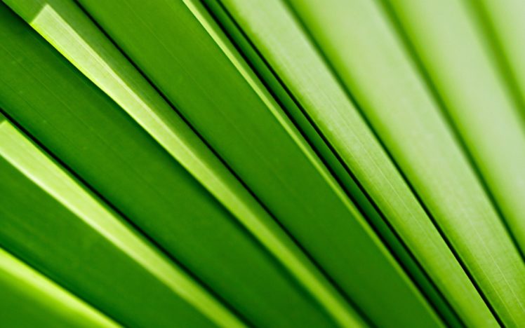green, Plants, Lines HD Wallpaper Desktop Background