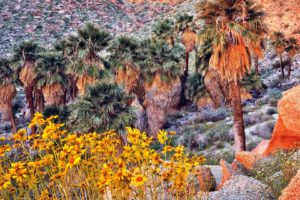 landscapes, Nature, California, Palm, Trees, Land, Yellow, Flowers, Wildflowers