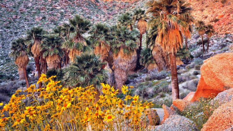 landscapes, Nature, California, Palm, Trees, Land, Yellow, Flowers, Wildflowers HD Wallpaper Desktop Background