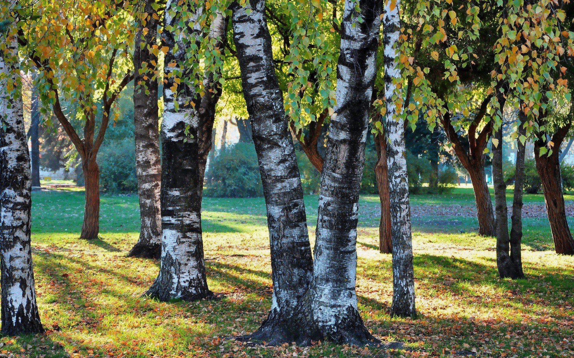 nature, Trees, Autumn, Leaves, Sunlight, Hdr, Photography, Parks Wallpaper