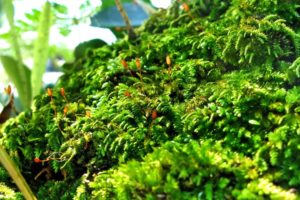 green, Close up, Nature, Plants, Moss, Macro