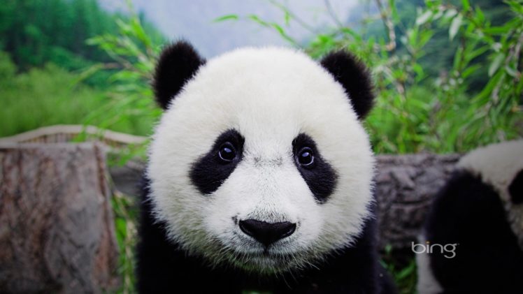 animals, Models, Panda, Bears HD Wallpaper Desktop Background