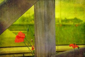 flowers, Fences, Poppies