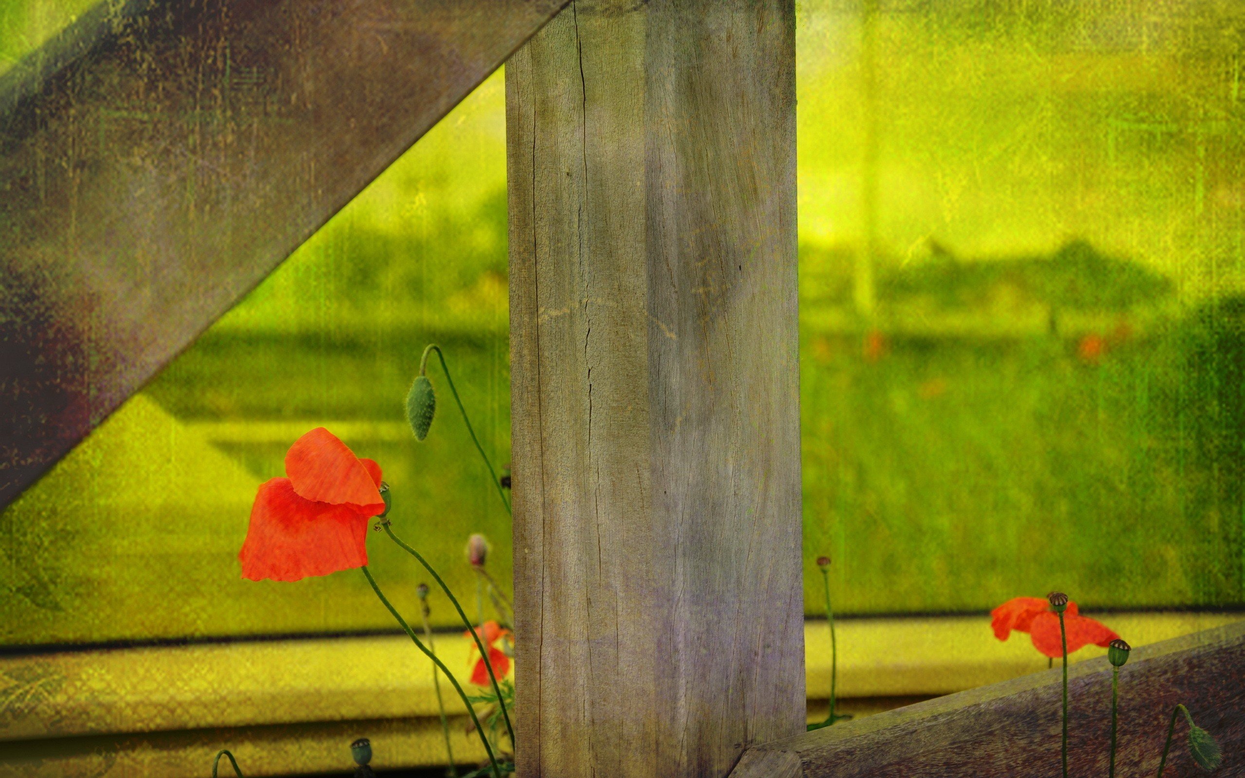 flowers, Fences, Poppies Wallpaper