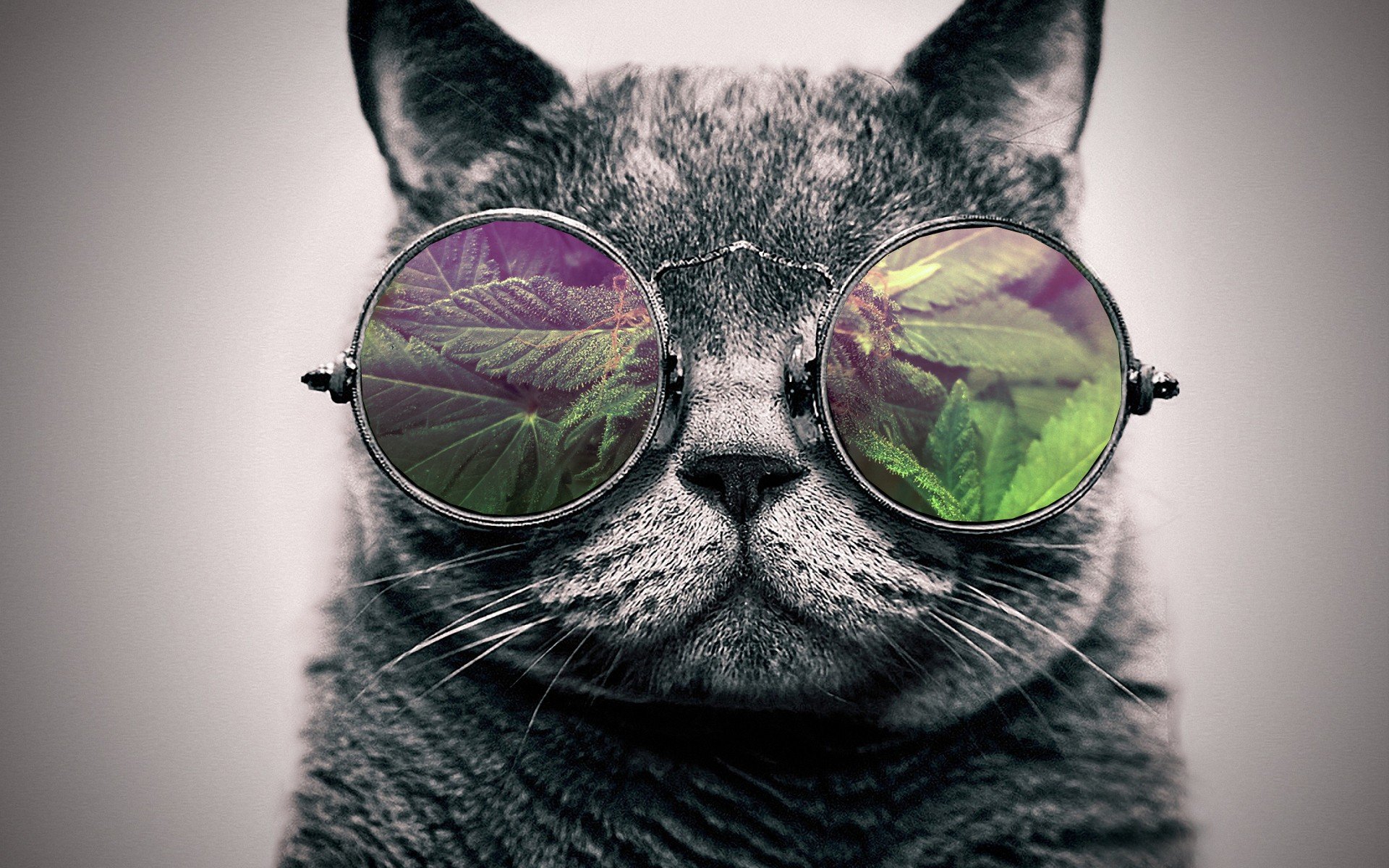 cats Wallpaper