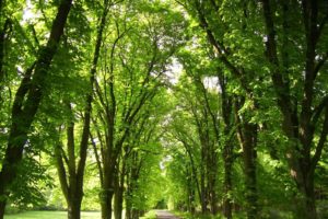 nature, Trees, Roads