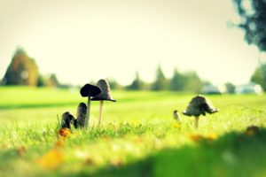 grass, Mushrooms, Macro