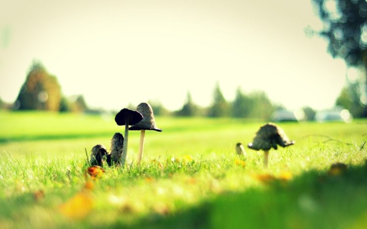 grass, Mushrooms, Macro HD Wallpaper Desktop Background