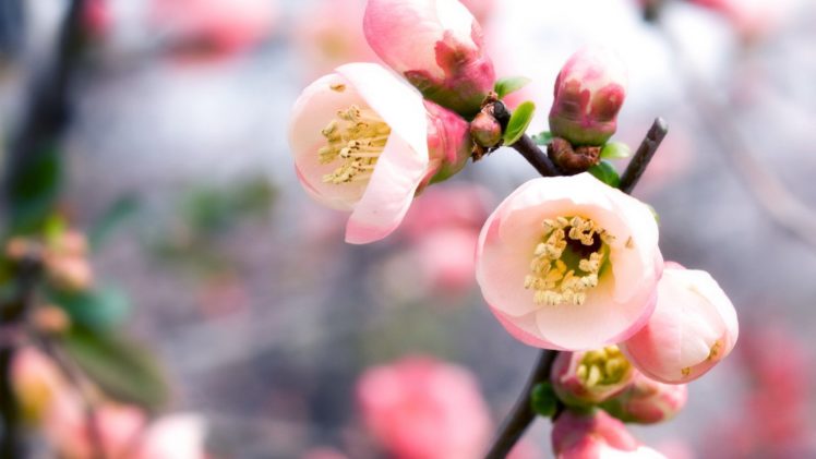 nature, Cherry, Blossoms, Flowers, Plants, Flora HD Wallpaper Desktop Background