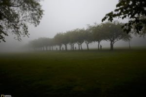 landscapes, Trees, Fog, National, Geographic