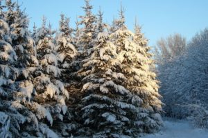 nature, Winter, Snow