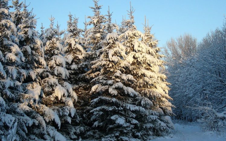 nature, Winter, Snow HD Wallpaper Desktop Background