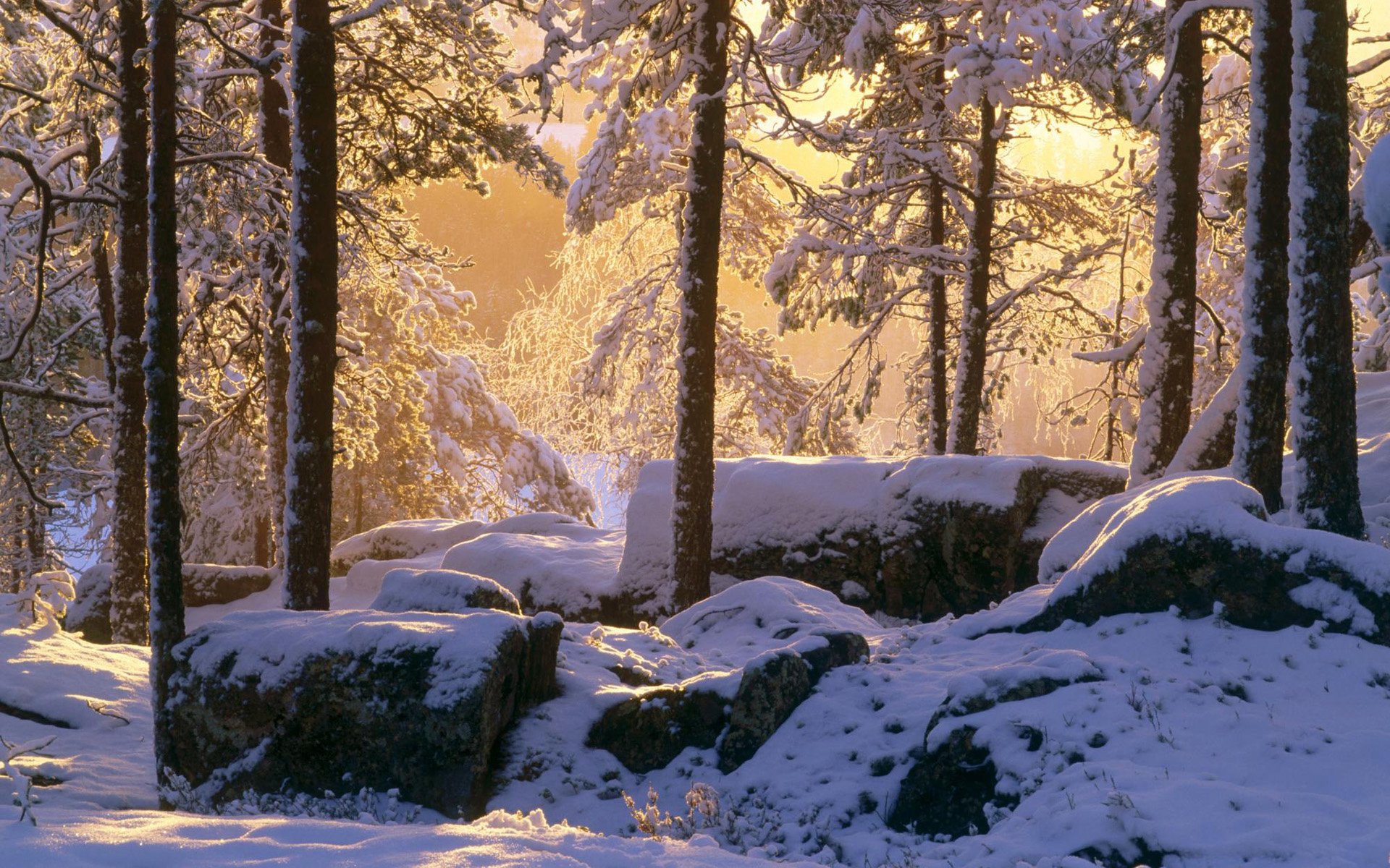 nature, Winter, Snow, Trees, Rocks, Sunlight Wallpaper