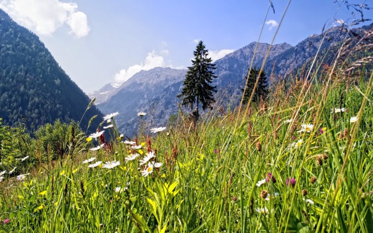 alpine, Meadow, Alpine, Meadow, Mountain, Alps, Nature, Landscape HD Wallpaper Desktop Background