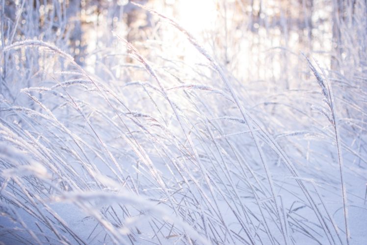 beauty, Winter, Forest, Nature, Snow, Grass, Bokeh HD Wallpaper Desktop Background