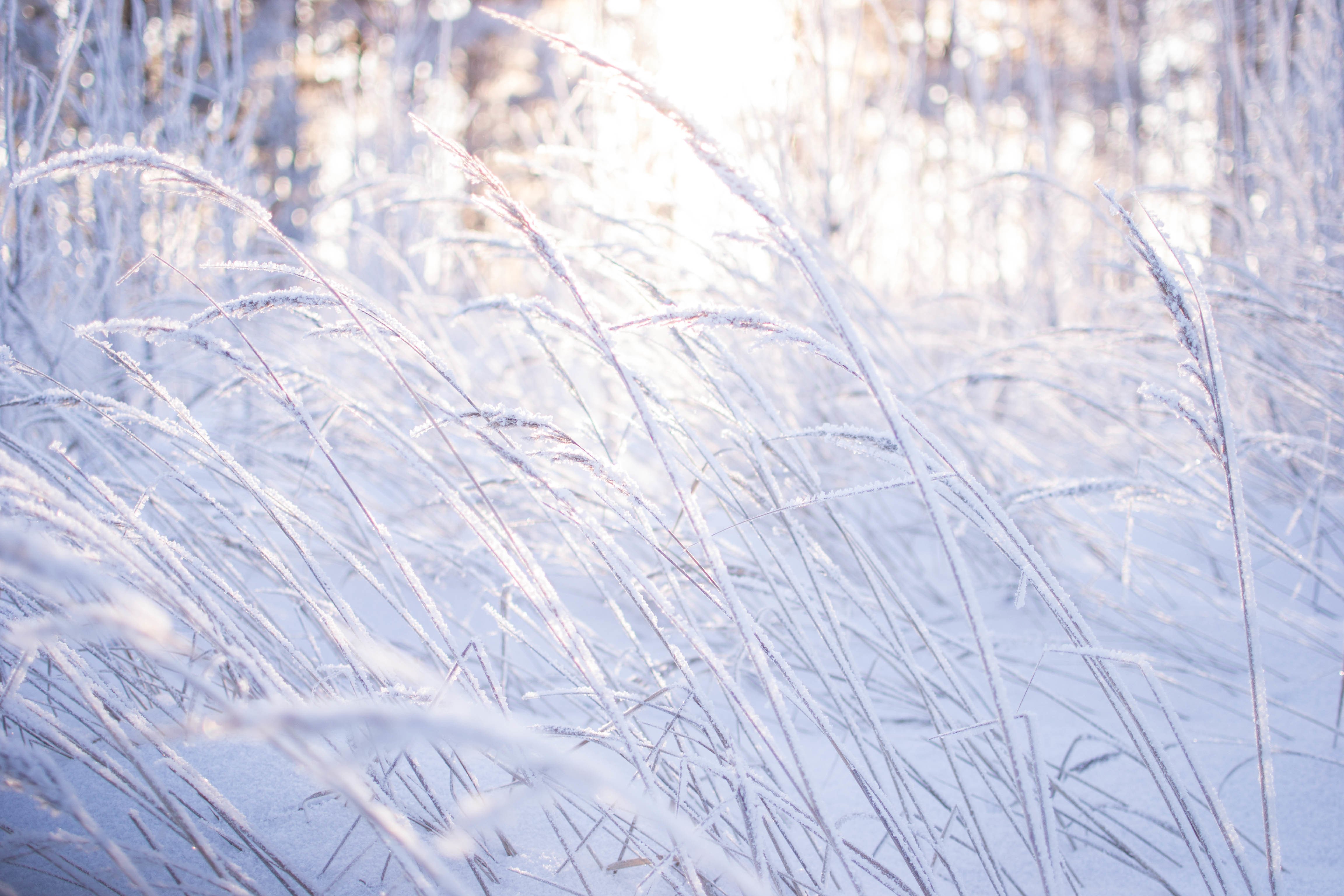 beauty, Winter, Forest, Nature, Snow, Grass, Bokeh Wallpaper