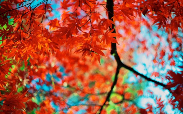 branches, Foliage, Leaves, Autumn, Colors HD Wallpaper Desktop Background