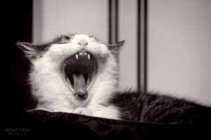 cat, Kitten, Muzzle, Yawns, Jaws, Teeth