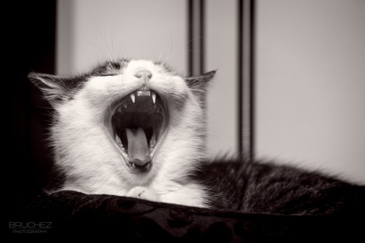 cat, Kitten, Muzzle, Yawns, Jaws, Teeth HD Wallpaper Desktop Background