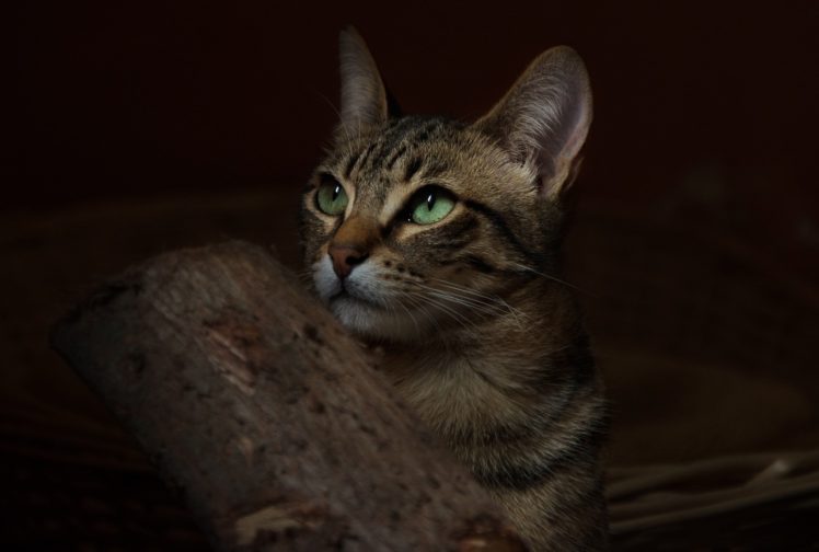 cat, Animal, Green, Eyes HD Wallpaper Desktop Background