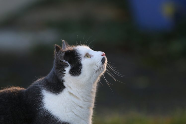 cat, Black, And, White, Animal HD Wallpaper Desktop Background