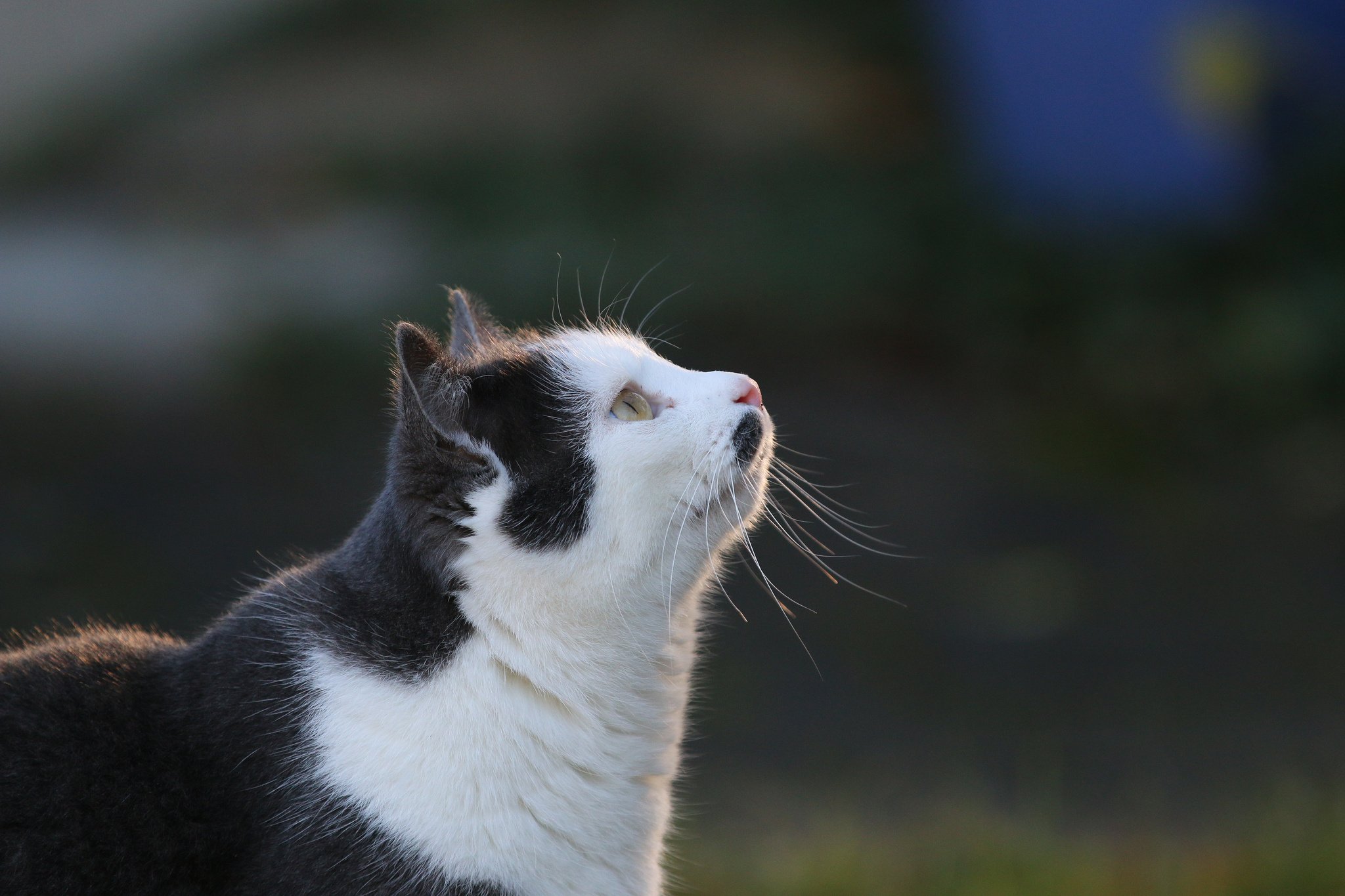 cat, Black, And, White, Animal Wallpaper