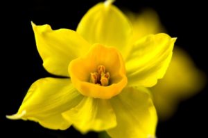 flower, Black, Background, Yellow, Daffodil