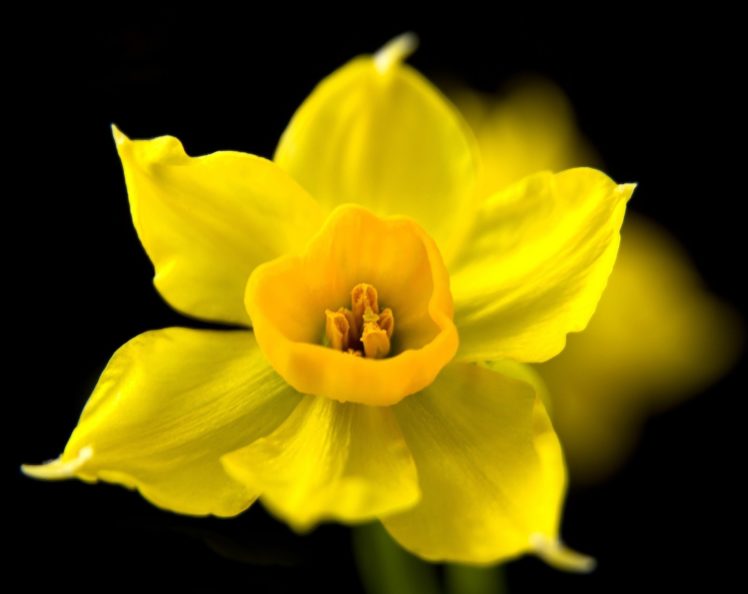 flower, Black, Background, Yellow, Daffodil HD Wallpaper Desktop Background