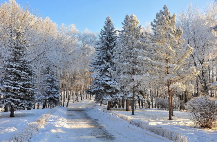forest, Road, Winter, Snow HD Wallpaper Desktop Background
