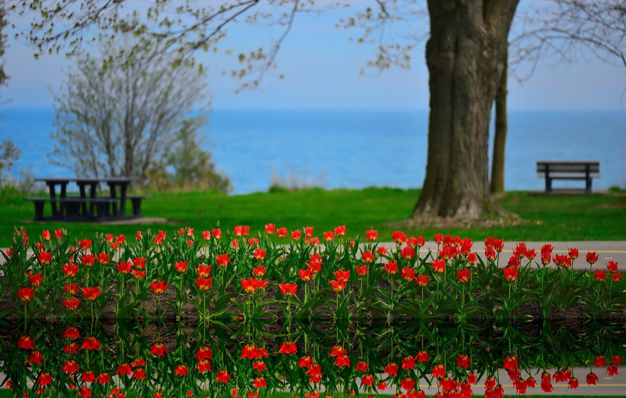 flowers, Tulips, Landscape, Reflection, Lake, Ontario, Canada, Spring