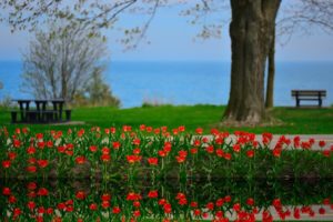 flowers, Tulips, Landscape, Reflection, Lake, Ontario, Canada, Spring, Beauty, Reflection