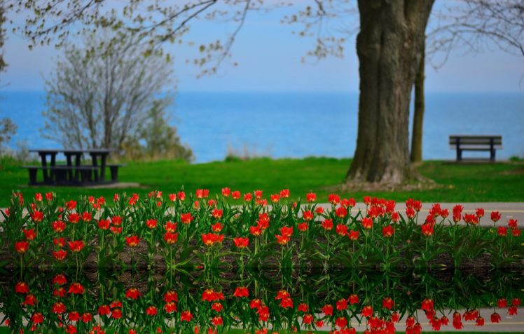 flowers, Tulips, Landscape, Reflection, Lake, Ontario, Canada, Spring, Beauty, Reflection HD Wallpaper Desktop Background