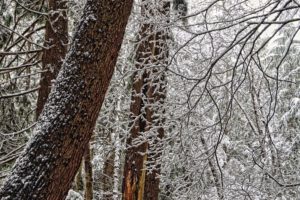 forest, Trees, Branches, Trunks, Snow, Winter