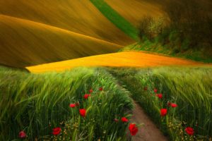 grass, Scenery, Landscape, Poppies, Field, Nature, Trees, Path, View