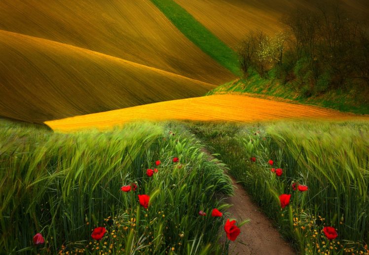 grass, Scenery, Landscape, Poppies, Field, Nature, Trees, Path, View HD Wallpaper Desktop Background