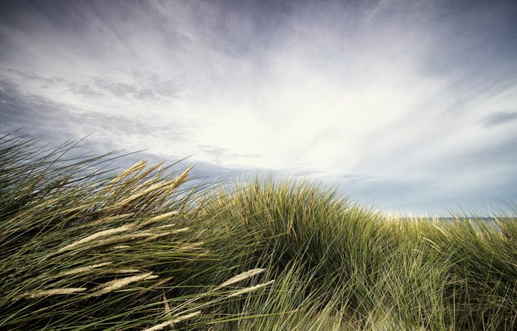 grass, Landscape, Bokeh HD Wallpaper Desktop Background